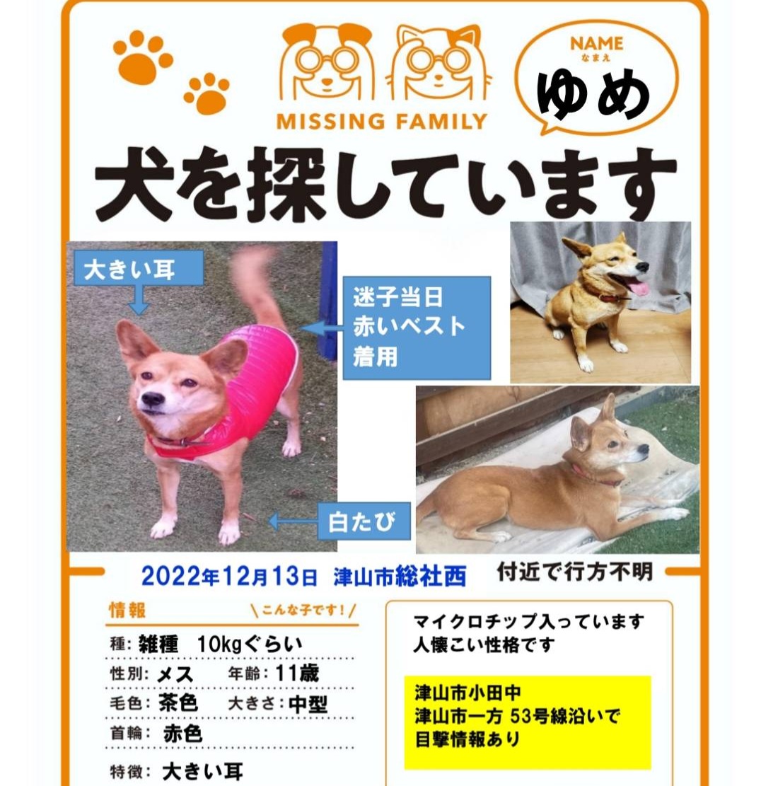 qWoCayn6RV86KNw's tweet photo. #岡山県 #津山市 #拡散希望
 #迷い犬 #迷子犬 #探しています
本日も津山市一方周辺を探してみました。雪がかなり降っており加えて風も強く厳しい環境です
ゆめちゃんがまだ外にいると思うと辛く、早く迎えに行ってあげたい気持ちでいっぱいです
どうか、こんな子を見かけた方は連絡をお願いします https://t.co/1eHgAaM2Yz