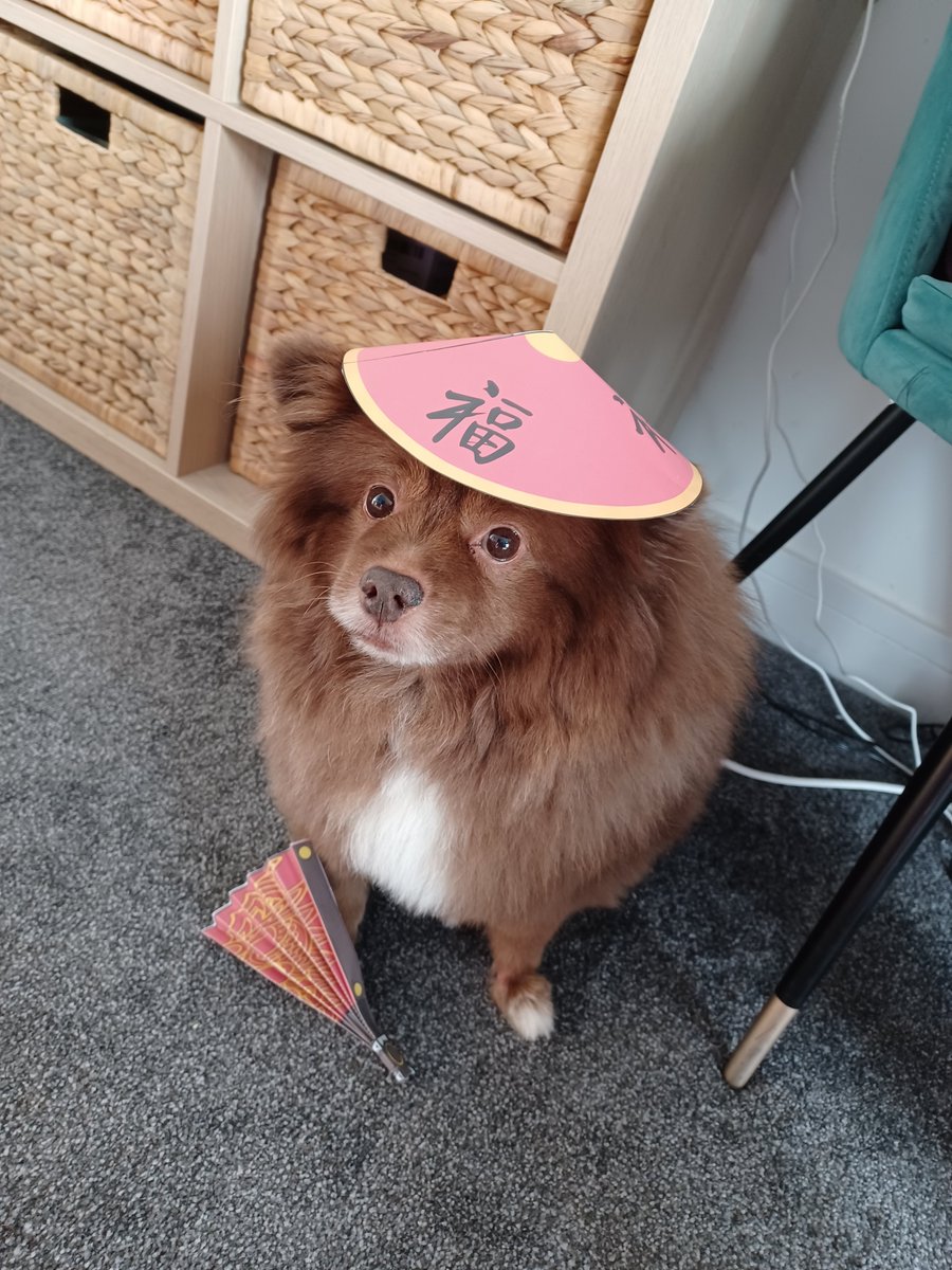 Our young people had lots of #fun #cooking #chinesefood and #eatingtogether to #celebrate #chinesenewyear. 🏮🧧🐰 Swipe to see cuteness.

#yearoftherabbit #rabbityear #rabbit2023 #chineseculture #doglife #doglover #dogcostume #pose #poser