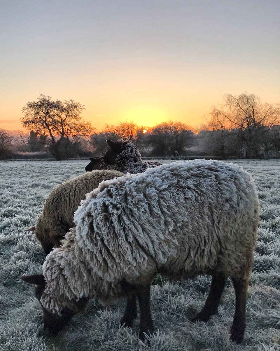 Friggin’ Frosty! 
#shetlandsheep #grandunioncanal #sunrise #earlybird