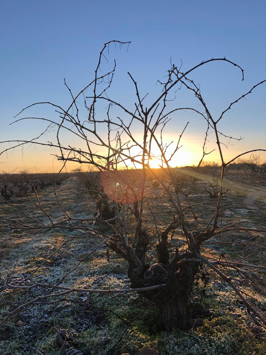 VinodeToro's tweet photo. Las heladas que estamos viviendo estos días también tienen su lado positivo para el viñedo. Contribuyen en el mantenimiento del reposo invernal de la planta y favorecen la eliminación de posibles parásitos que puedan afectar al viñedo. #DOToro ❄️❄️👇 https://t.co/RQhf2QnrrF