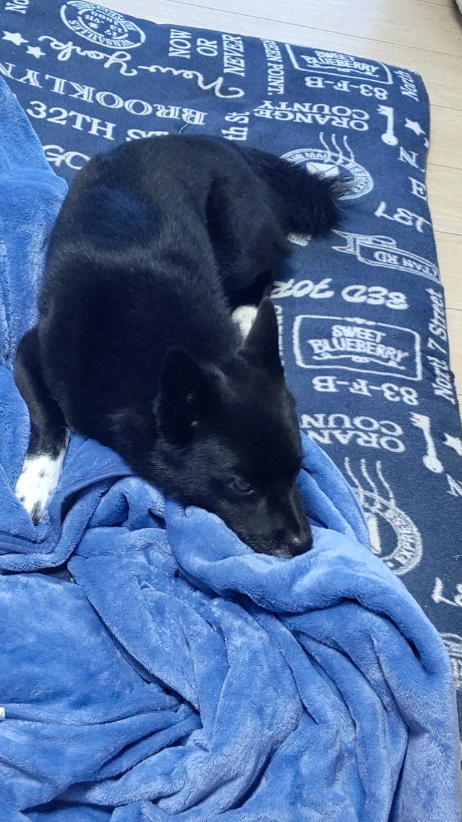 ゆきちゃん tweet media