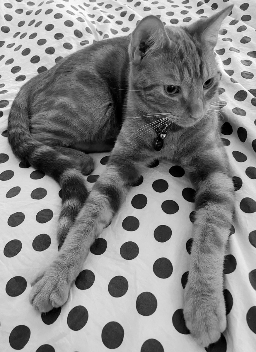 My office buddy wasn’t super helpful today. And yes he has a bed in my office 😉 he’s 8 months old and has nearly grown into his long legs