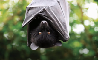 vicky_melfi's tweet photo. JZAR early online research article | Battitude: A virtual zoo ‘bat experience’➡️positive change in attitudes to an unpopular species 🦇Check it out👉 https://t.co/vUEMQPVEJZ #Zooresearch
@DurrellWildlife @JZAR_EAZA @BIAZA @zoos_aquariums 
@waza @ZooAquariumAssn @thezooscientist https://t.co/V0Gz7jJeIK