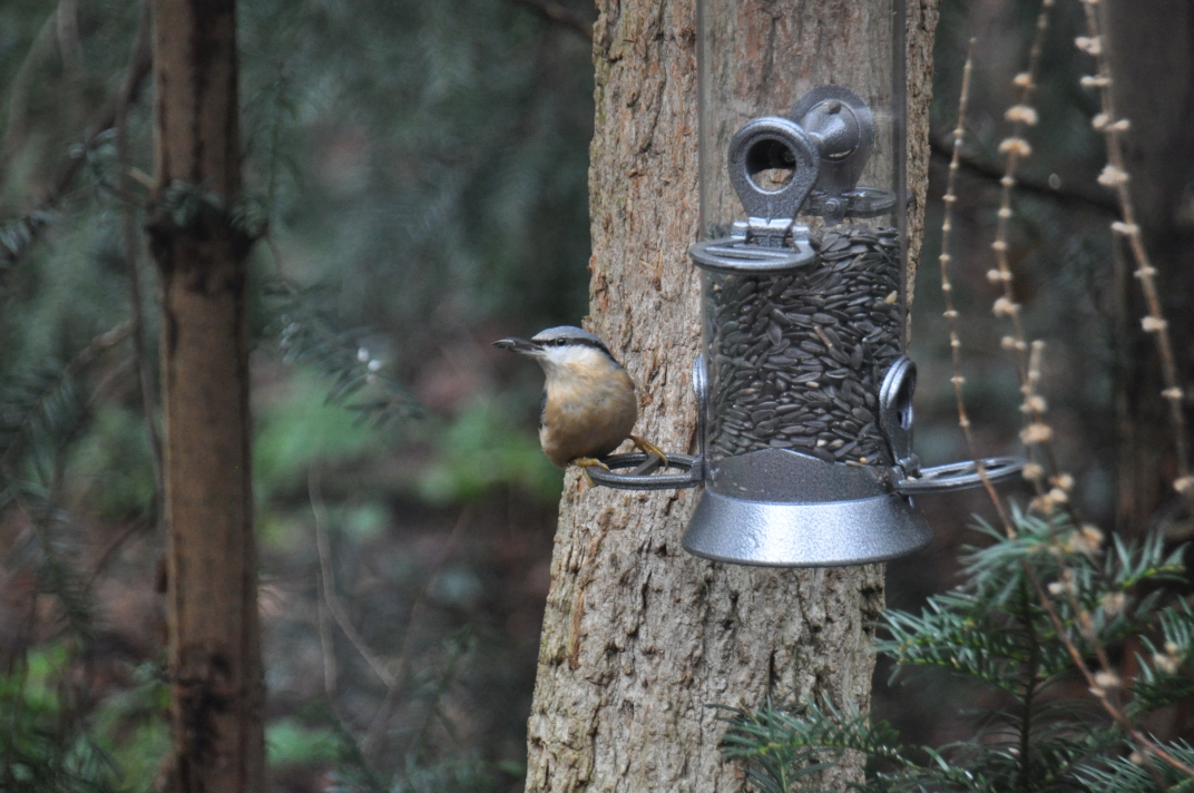 Vrijdag begint de Nationale Tuinvogeltelling. Tel je mee? Kom op vrijdag en zondag naar <a href="/DeBoswerf/">De Boswerf</a> om alles te weten te komen over #tuinvogels.

omzeist.nl/samen+duurzaam…

#duurzaam #zeist #tuinvogeltelling <a href="/vogelnieuws/">Vogelbescherming NL</a>