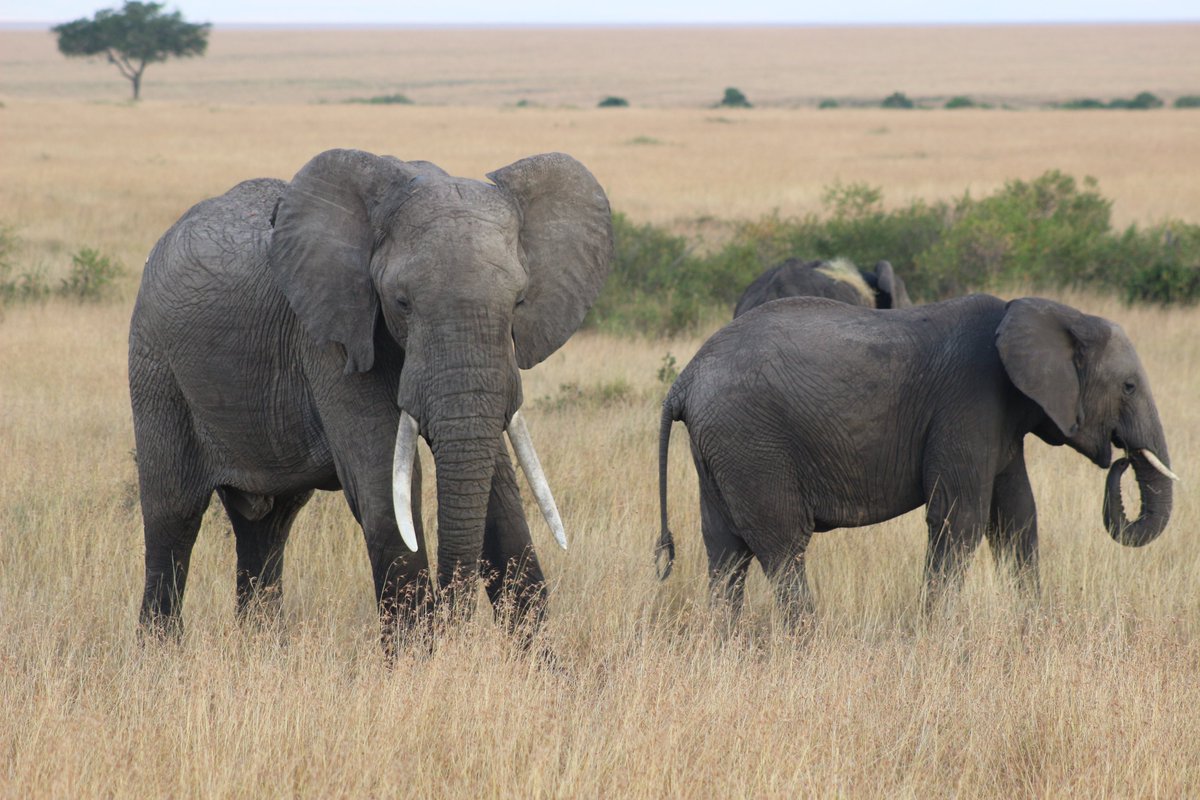 Go2kenya's tweet photo. Going to nature is like going home, literally a journey of life. Make plans and we will create your memories.
For inquiries and bookings contact us via,
☎️+254 – 748 717 387
📧info@go-kenya.com
#magicalkenya #tembeakenya #gokenya https://t.co/HS6mxFRaB1