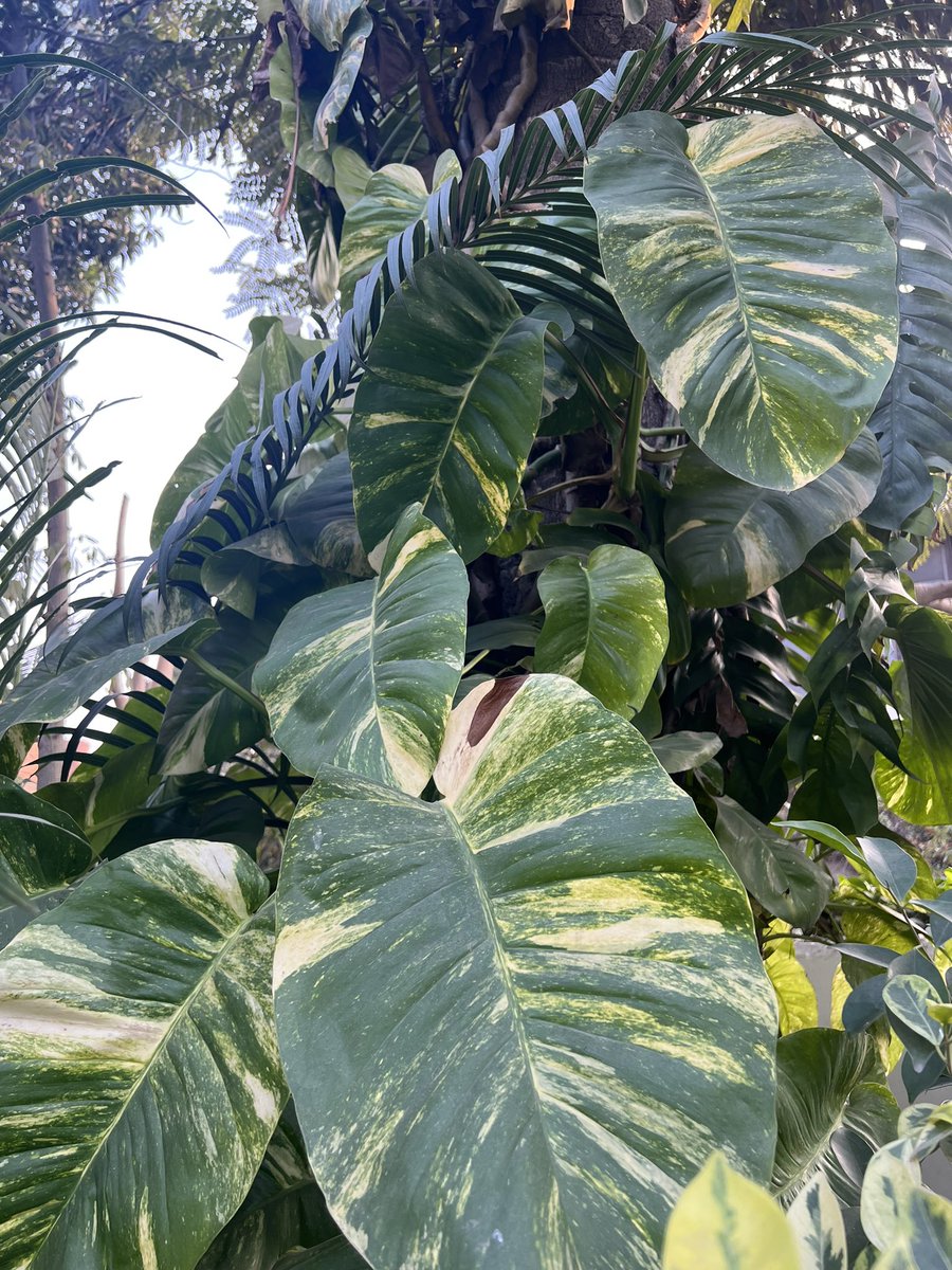 nerjisleghari's tweet image. #MoneyPlant #GardeningTwitter