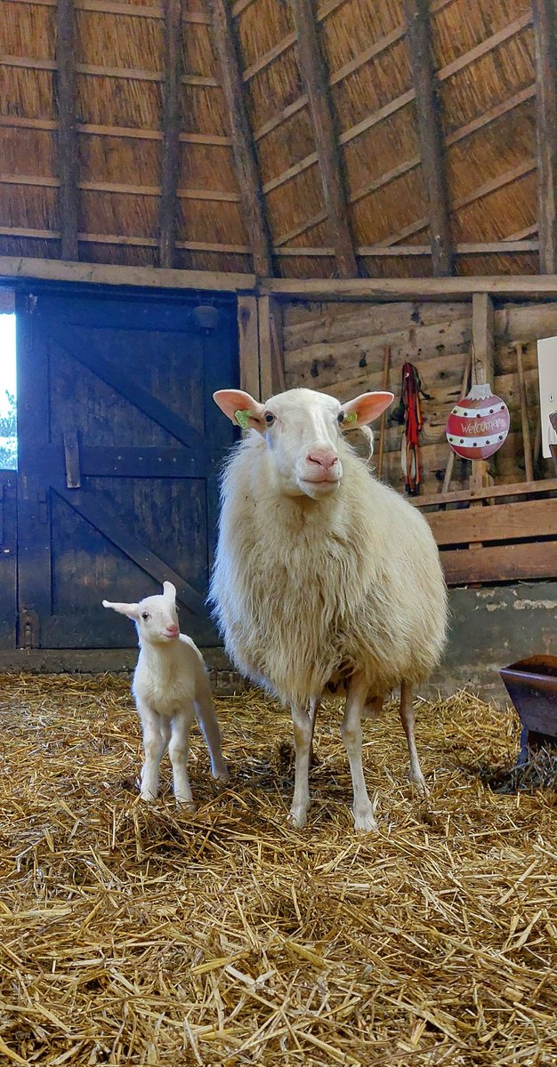 Totaal onverwacht is vannacht het eerste lammetje geboren bij de schaapskooi tussen Epe en Heerde!