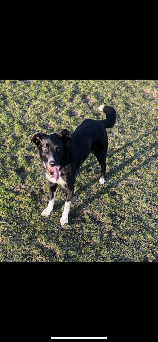 Layla_Border's tweet image. Happy Tongue out Tuesday. 
Hope you all have a fab and help make others day fab as well. 
#TongueOutTuesday
#DogsofTwittter 
#bordercollie