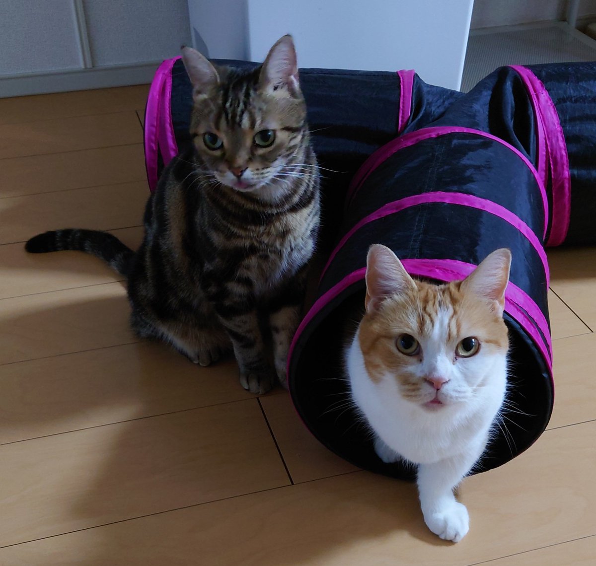 おもちゃ大好き大満足だニャ😺