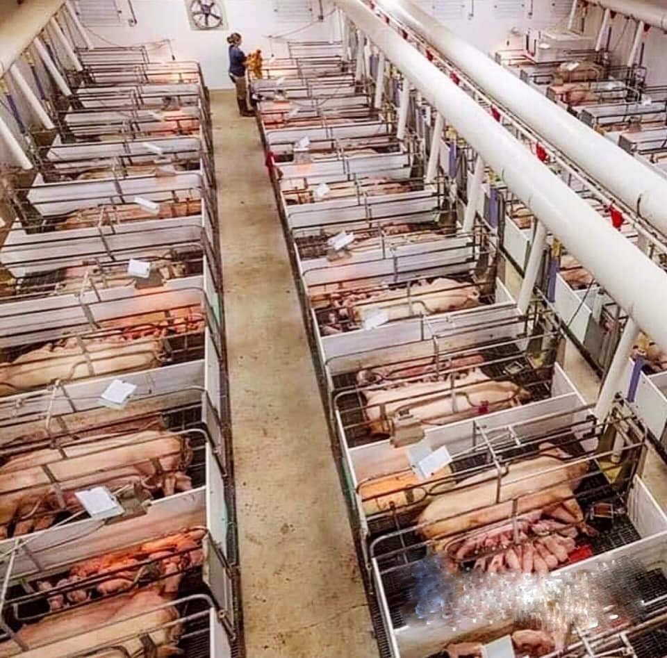Pigs held captive for life in crates.

These crates are so small that pigs will never get the chance to turn around for their entire lives let alone see their own tails.

This is not fiction. This is real. Can you even imagine living one day with these conditions? #Vegan for them