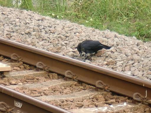 wrathofgnon's tweet image. In Japan crows are attacking trains by placing rocks from the ballast on the rail. As a response railway companies hire falconers and their hawks to patrol railway lines and attack the crows, in addition to putting gardening nets over the ballast (not ideal).