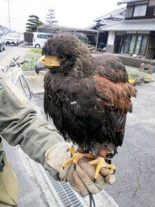 wrathofgnon's tweet image. In Japan crows are attacking trains by placing rocks from the ballast on the rail. As a response railway companies hire falconers and their hawks to patrol railway lines and attack the crows, in addition to putting gardening nets over the ballast (not ideal).