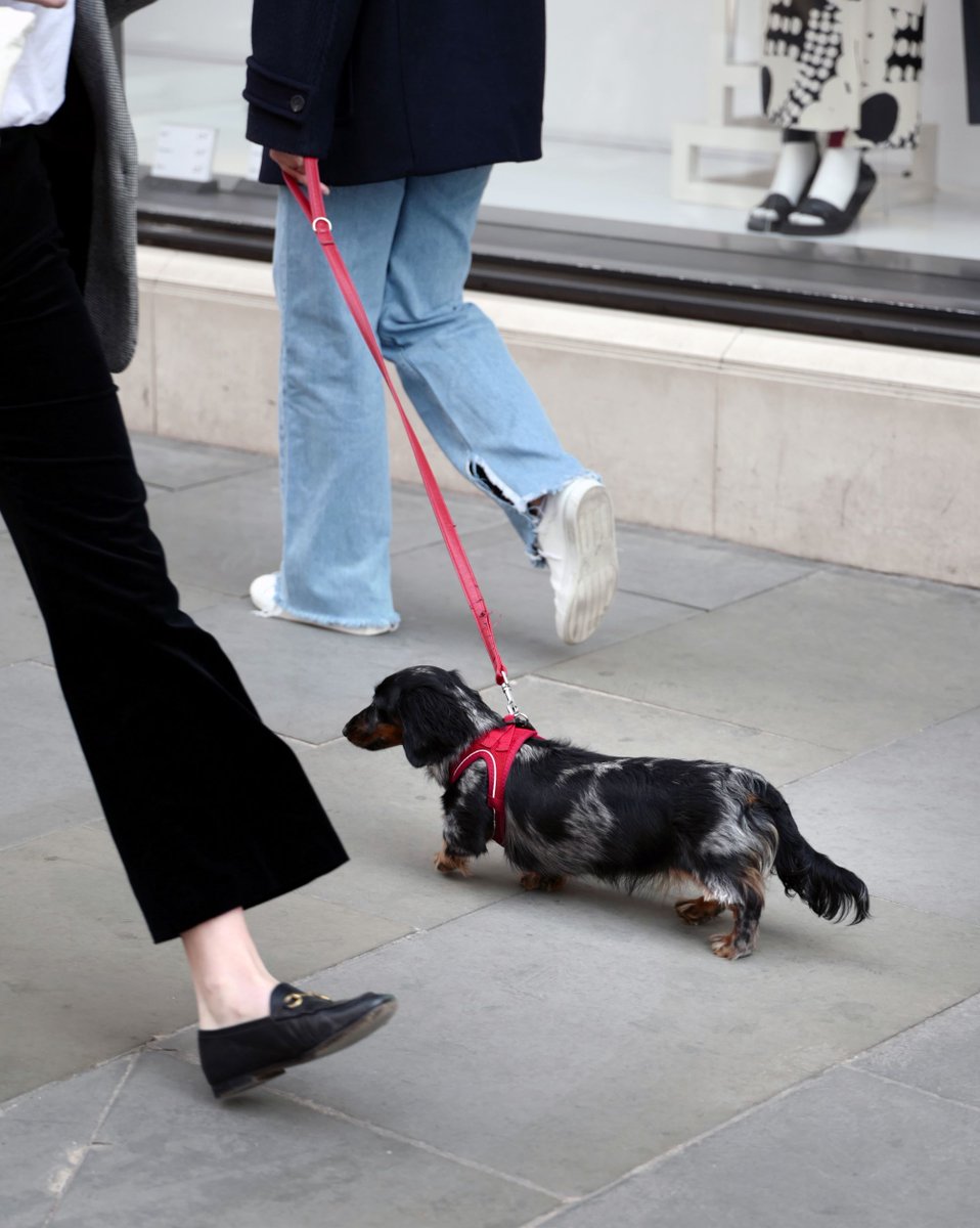 Four-legged friends are always welcome at The Knightsbridge Estate, as long as they don’t mind a little attention.