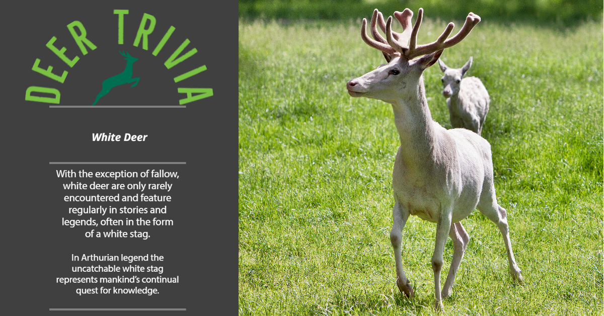 British Deer Society (BDS) tweet media