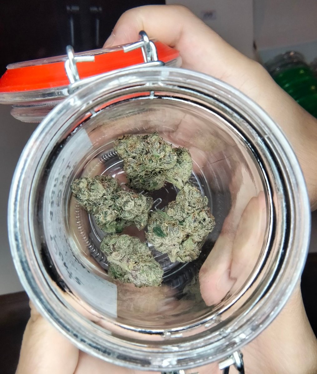HerbalTavern's tweet photo. Something's Smellin Funky!

#HerbalTavern #Tavern #Herb #Herbal #CannabisThailand #BkkWeed #WeedRamkhamhaeng #Cannabis #Weed #Marijuana #Ganja #OG #Kush #กัญชา #กัญชารามคำแหง #กัญชามีนบุรี #กัญชาไทย #Bangkok #Minburi #Ramkhamhaeng #SaphanSung #Ram152 https://t.co/0nBHGF52MR