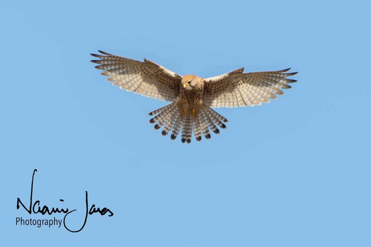 Wonderful watching this female Kestrel hovering while up on #kinderscout yesterday, in some beautiful light 😊 <a href="/Natures_Voice/">RSPB</a> <a href="/Britnatureguide/">The British Nature Guide</a> <a href="/DerbysWildlife/">Derbyshire Wildlife Trust</a> #winterwatch #birdphotography