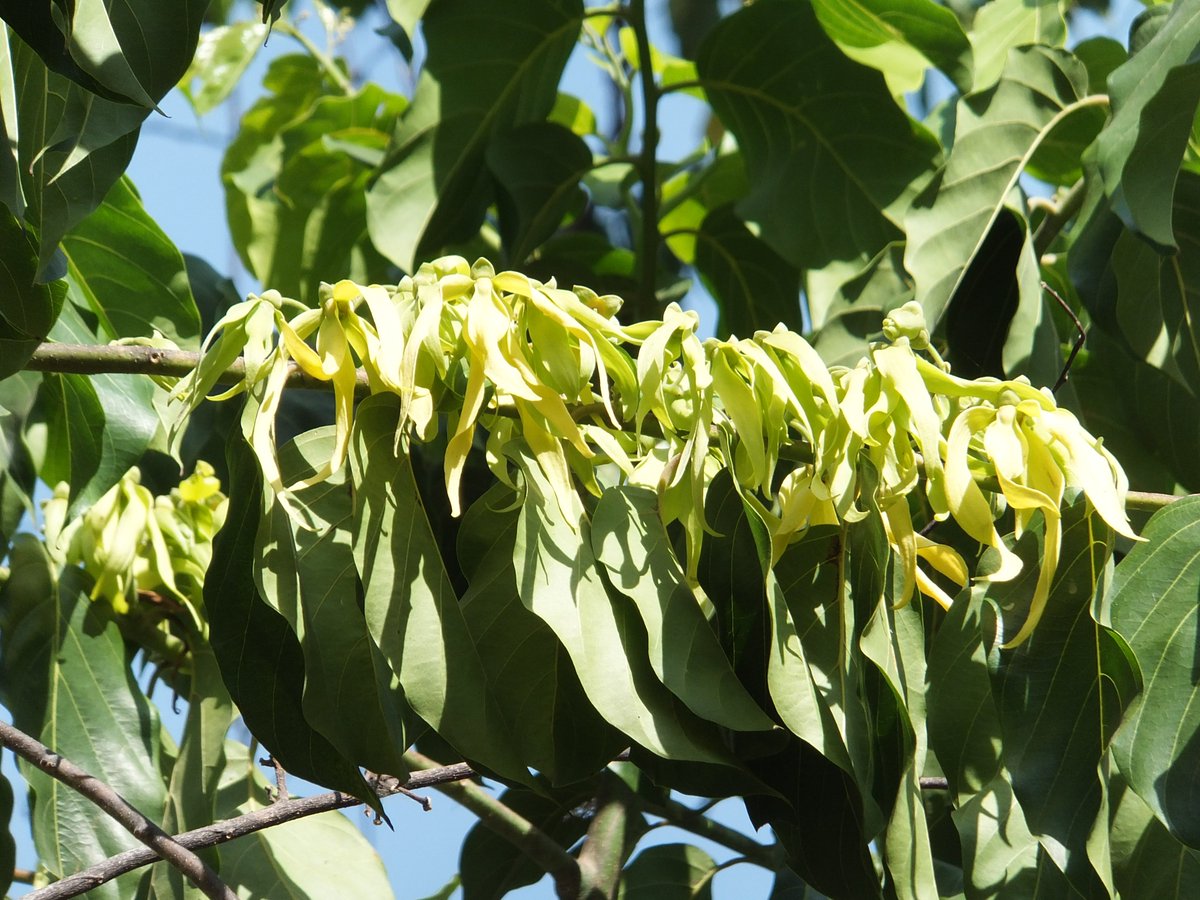 Tomoki SANDO on Twitter