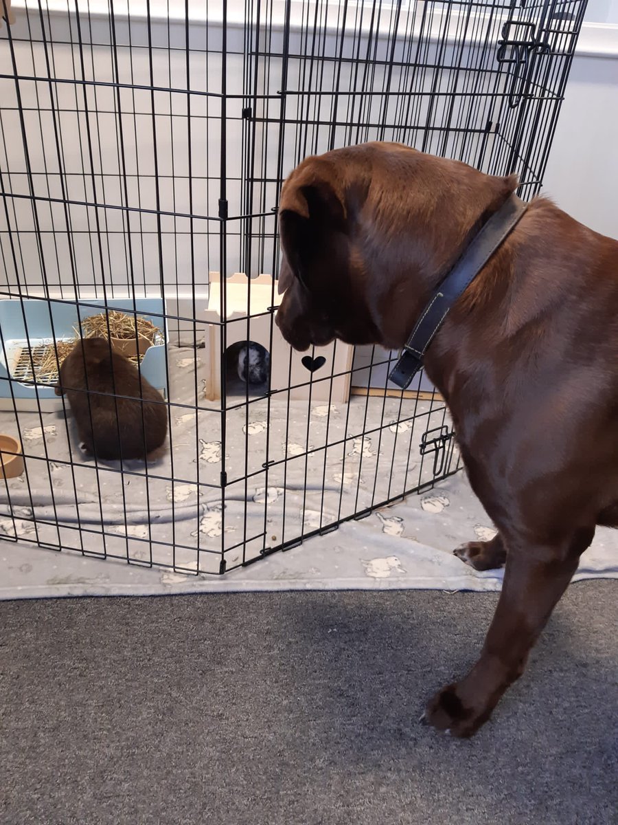 Happy Chinese New Year! 🐉

To celebrate the year of the rabbit, we enjoyed a visit from Womble &amp; Margo. 🐰 As you can see, our office dog, Ted, thoroughly enjoyed bun-sitting!

We finished the day with a delicious Chinese takeaway. 🍜

#ChineseNewYear #YearoftheRabbit