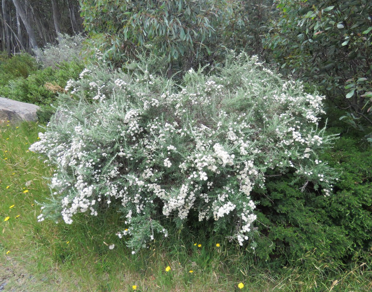 StuartWilliams_'s tweet photo. Cascade evelasting (Ozothamnus secundiflorus) at Lake Mountain

#LakeMountain #Ozothamnus #Asteraceae #ozplants https://t.co/jZKv5AOYfi