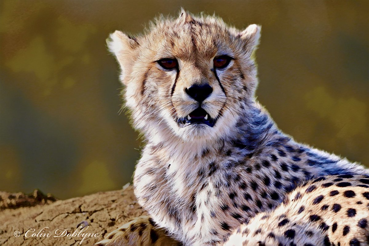 A young cheetah - beyond cute?