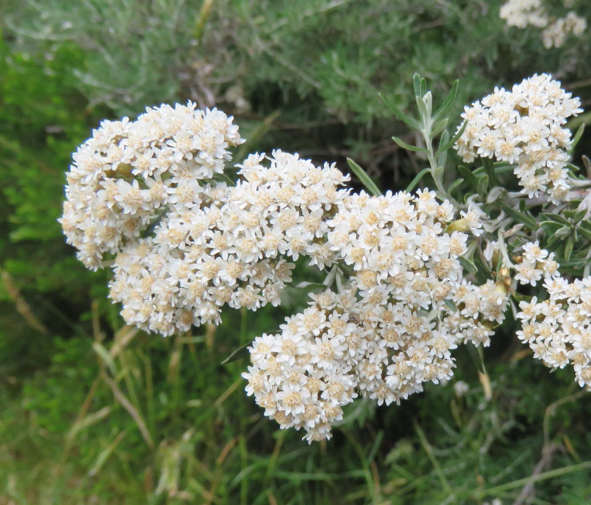 StuartWilliams_'s tweet photo. Cascade evelasting (Ozothamnus secundiflorus) at Lake Mountain

#LakeMountain #Ozothamnus #Asteraceae #ozplants https://t.co/jZKv5AOYfi