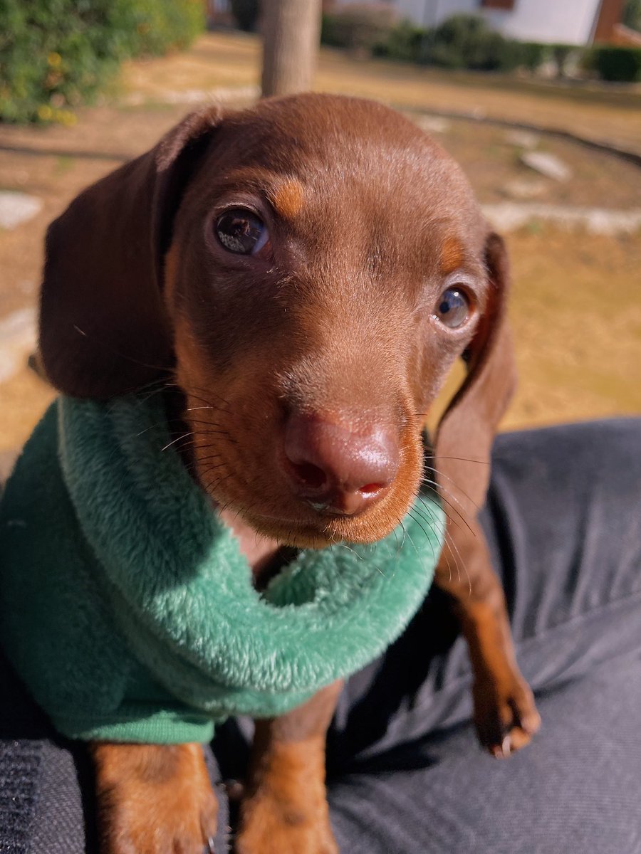 inmazago's tweet photo. Pepito es muy guapo 🌭🐾 https://t.co/85kfO7EgMf
