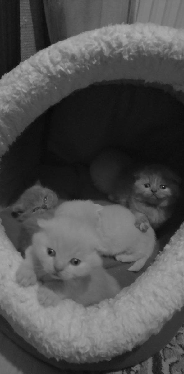 Alerjim var bu arkadaşlara ama olsun #kedi