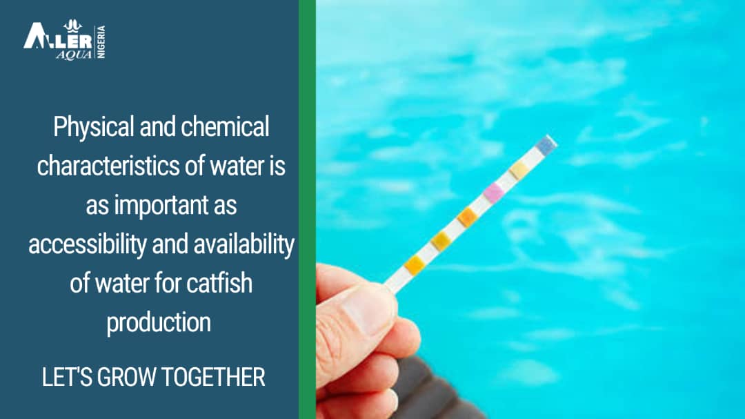 AllerAqua_nig's tweet image. Physical and chemical characteristics of water is as important as accessibility and availability of water for catfish production.

LET'S GROW TOGETHER

#farmtips #alleraqua #aquaculture #fishfarming