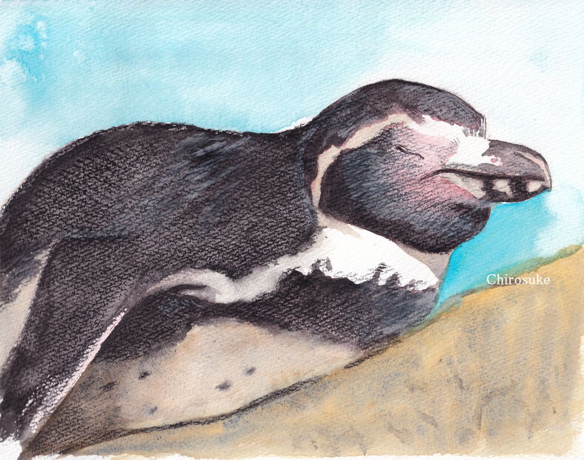 「もっとペンギンを描きたい 」|ちろ助のイラスト