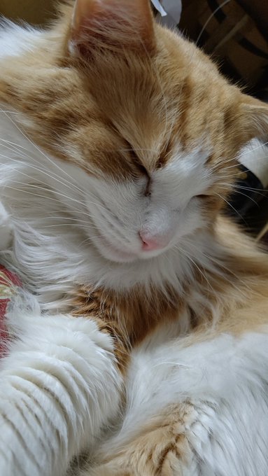 雪ヤバイらしいから、部屋で寝てるぬこでも見て気を紛らわして 