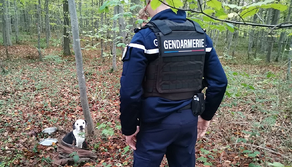 30millionsdamis's tweet photo. Rocky, 3 ans, a été découvert attaché à un arbre en pleine forêt, à Conteville-lès-Boulogne (62). Heureusement, le chiot a rapidement été adopté par une famille aimante. Le #podcast 🎙 de #30millionsdamis vous partage son histoire  👇 
https://t.co/C55Gx73V9t https://t.co/lDUJmQw8Dj
