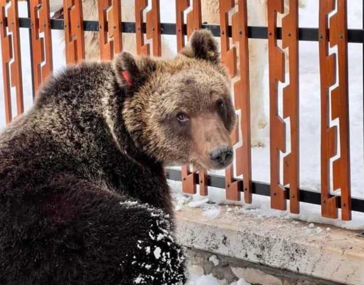 🇬🇧 Another #bear has been #roadkilled on the SS17, in #CasteldiSangro area, in the #CentralApennines! The victim is #JuanCarrito, the #confidentbear with the behavior conditioned by food linked to anthropic environments.

facebook.com/LIFEBearSmartC…

Ph. #abruzzolive