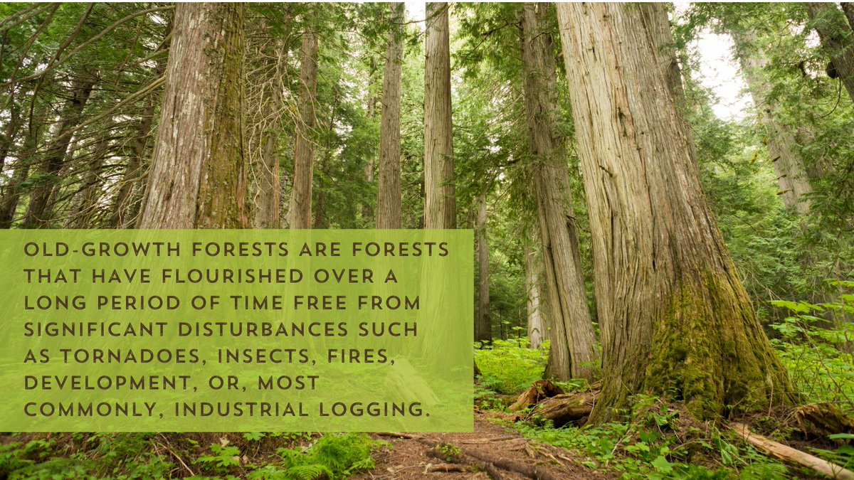 Tomorrows_Trees's tweet photo. 🧵:Have you been to any of these forests? Old-growth forests play an important role in improving water and air quality, and they also help combat the climate crisis. If you're looking for a way to connect with nature's wisdom, go to an old-growth forest.

https://t.co/wMldWkOjXs https://t.co/Q7TfHpmZVk
