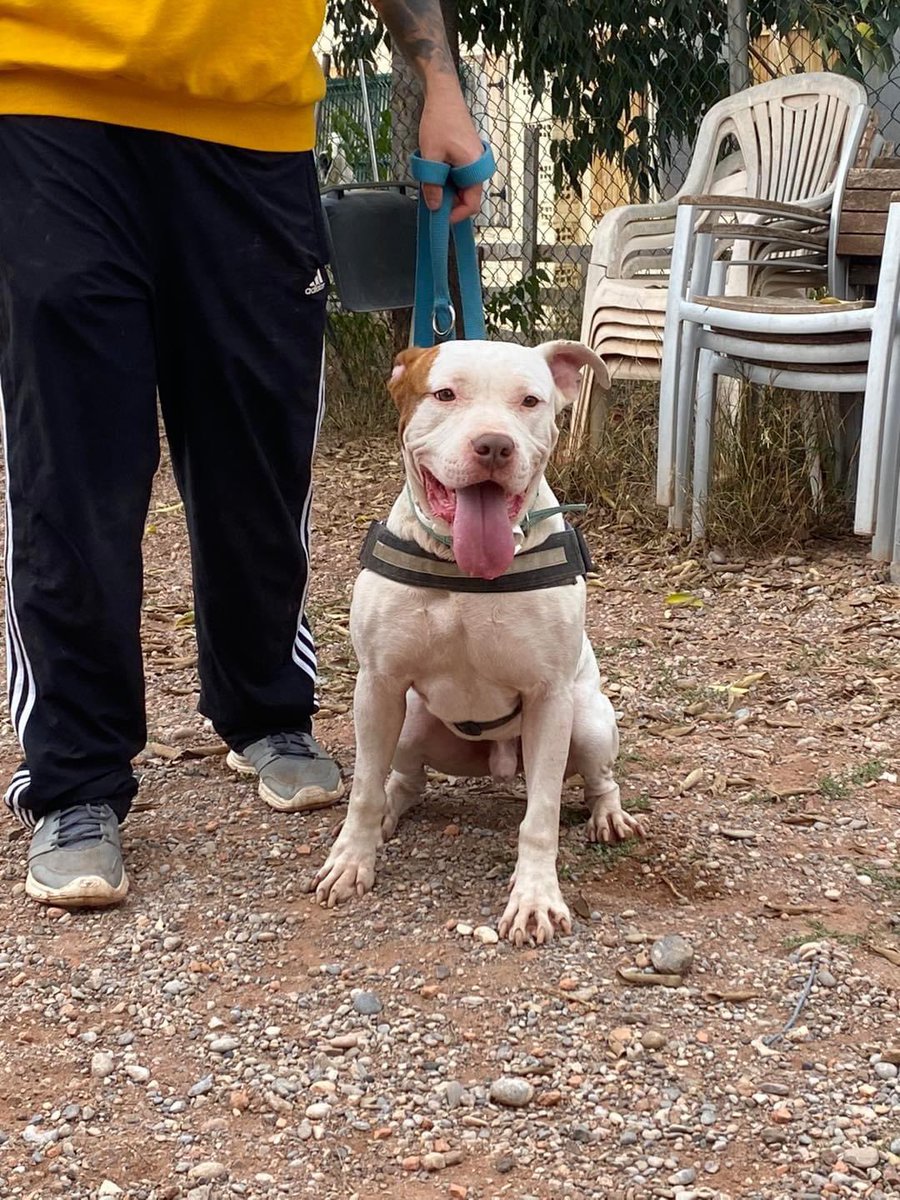 Este chico guapíiiisimo 😍😍 es DEO, y es nuevo en la familia Life.

Deo tiene 4️⃣ años, y el pobre llevaba ya 3 en una perrera. Aún así, es un chico súper cariñoso, sociable y bueno.

Queremos que por fin Deo pueda disfrutar de la vida en familia, querido y mimado como se merece