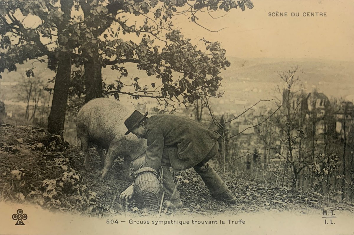 Lestruffieresd2's tweet photo. Histoire du @BerryProvince 
Carte postale issue des archives @departement_18 
illustrant le cavage au cochon🐷 en 1905. Des côteaux depuis repris par la vigne, laquelle avait été détruite par le #phylloxera fin du 19ème siècle : 
Une période faste pour la truffe en @leberry_fr ! https://t.co/oPkdKX2KVP