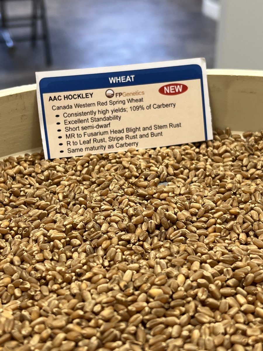 Sherryrjpseed's tweet photo. Cleaning AAC Hockley. So excited to get this new Hard Red Spring wheat into farmers hands this spring. If you are interested in growing some we have a small amount still left. ⁦@FPGenetics⁩ https://t.co/jADiYjQM0V