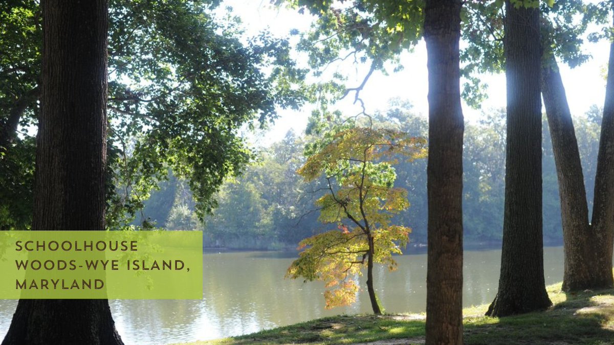 Tomorrows_Trees's tweet photo. If you want to visit some in Maryland they have old-growth forests too!

Schoolhouse woods 📷 credits: Old Growth Forest Network https://t.co/G00YUsjhh5