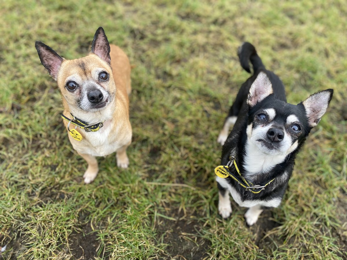 DT_WestCalder's tweet photo. The adorable pair Victor and Viola are still on the lookout for their furever home👀

They are looking for someone with a big heart💛and a cosy home🏡where they can live out their golden years getting lots of TLC🥰

#doubletrouble #adoptdontshop #chihuahuah #dogstrust @DogsTrust https://t.co/K7Da8x2IM1