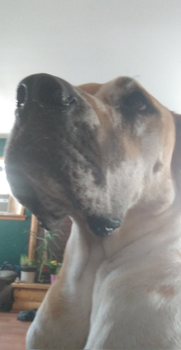 colson_simp's tweet photo. The view you get when a great Dane/mastiff mix turns to lay on you https://t.co/OWDggVrdmK