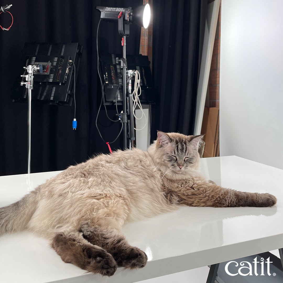 Catit's tweet image. When shooting product videos, the wellbeing of the cats is our number one priority. 💕  Here's Colin, dozing off in between takes. What a star he is! 🤩🎬 

#SetPic #RagdollCat
