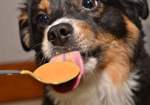 NsamProject's tweet image. Today is a good day for our pets, why? It’s Change a Pet’s Life Day &amp;amp; Nat&apos;l Peanut Butter Day (make sure it&apos;s free of Xylitol, a sugar substitute found in lower or sugar-free products). Make your pet happy &amp;amp; change their life by giving them some extra peanut butter.