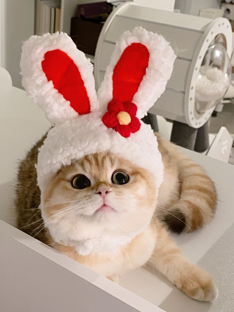 jiewliewnjiggo's tweet image. 🐰🐰 พาแก๊งกาตั่ยมากู้ดไนท์ 🐰🐰