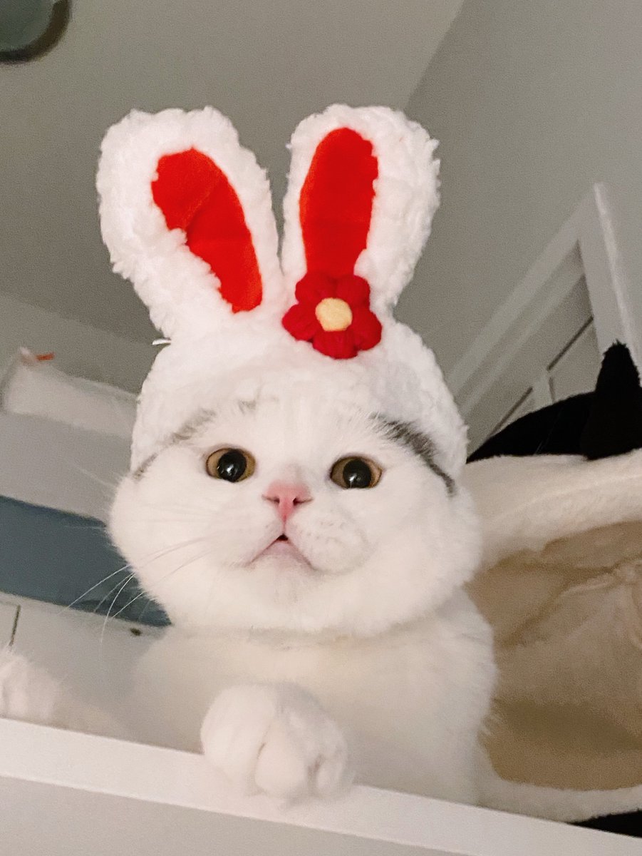jiewliewnjiggo's tweet image. 🐰🐰 พาแก๊งกาตั่ยมากู้ดไนท์ 🐰🐰