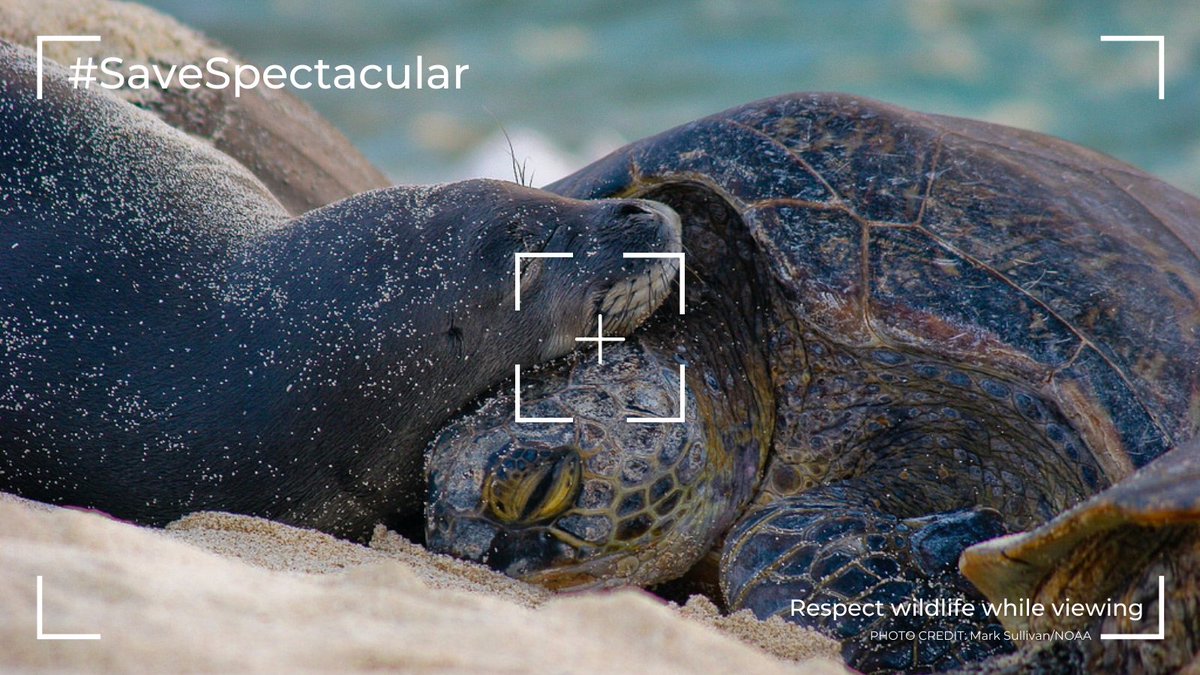 Marine life is magical, 🌊✨ but it’s important to remain respectful and keep your distance when you’re spotting wildlife. Learn more about wildlife viewing guidelines here: sanctuaries.noaa.gov/wildlife-viewi… #NOAA #SaveSpectacular @sanctuaries