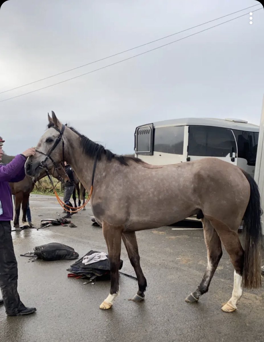 Keri145's tweet photo. Geordie Dreamer looking an absolute picture this morning in Ireland 😍 All going well, he will run March 4 or 5th in 🇮🇪 before coming to 🇺🇸 mid March. Affordable shares still available- get in touch and get in on the action 🤩 @USASteeplechase @CFC_HRacing https://t.co/6om4A53S5X