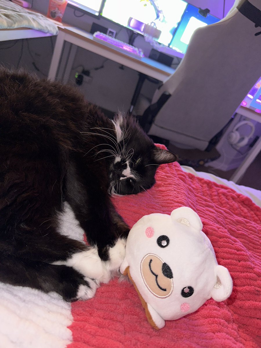 say good morning to my kitties >:(