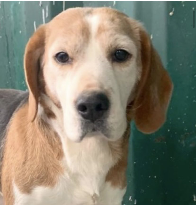 rosiedoc666's tweet photo. ๐จEXTREMELY SCARED #RESCUE-OLDER ADULT
DO NOT APPROACH
BLUEBELL LOST WYNDBROOK LANE, #REDMARLEY #GL19 23/1/23
https://t.co/aFRMr4U2pQ
Female #BEAGLE
Tri-colour tagged chipped spayed (8.1.23 so fresh scar)ESCAPED WITHIN 24 HOURS OF BEING WITH FOSTER. DO NOT APPROACH TY ๐ https://t.co/evcYxqT4O4