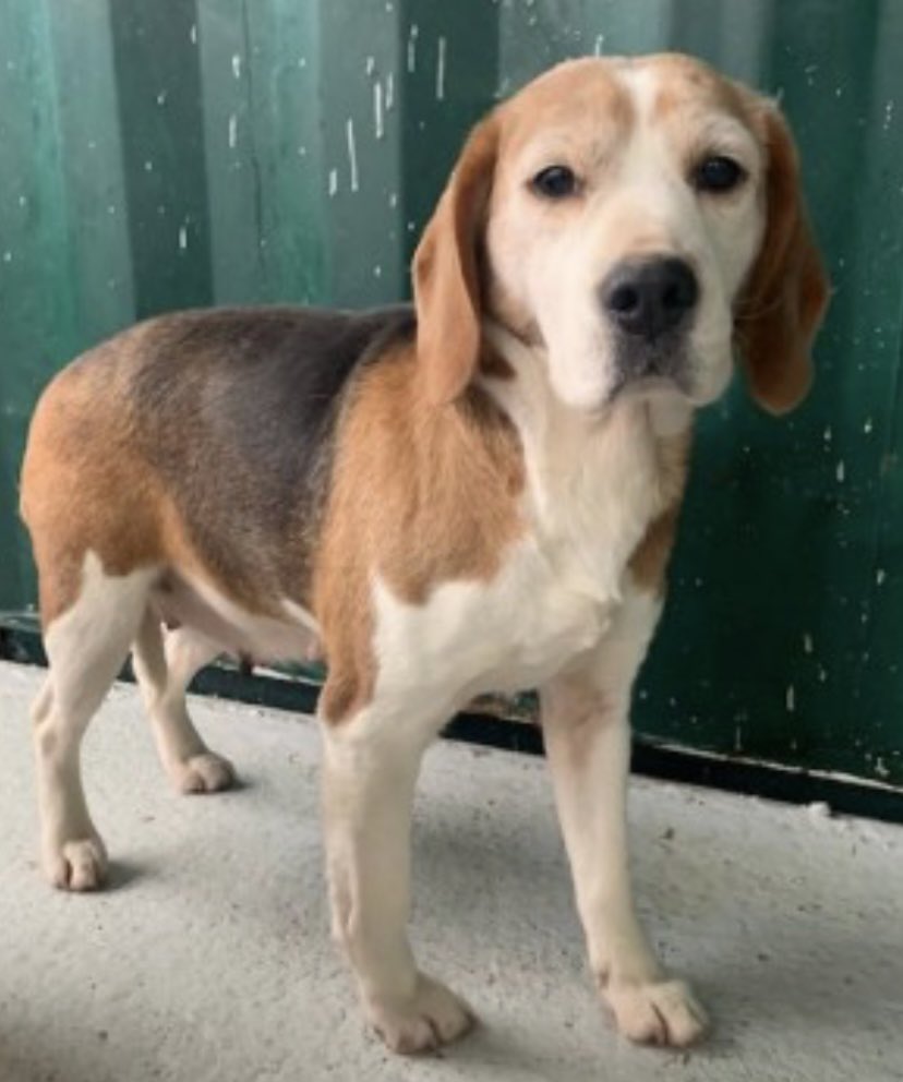 rosiedoc666's tweet photo. ๐จEXTREMELY SCARED #RESCUE-OLDER ADULT
DO NOT APPROACH
BLUEBELL LOST WYNDBROOK LANE, #REDMARLEY #GL19 23/1/23
https://t.co/aFRMr4U2pQ
Female #BEAGLE
Tri-colour tagged chipped spayed (8.1.23 so fresh scar)ESCAPED WITHIN 24 HOURS OF BEING WITH FOSTER. DO NOT APPROACH TY ๐ https://t.co/evcYxqT4O4