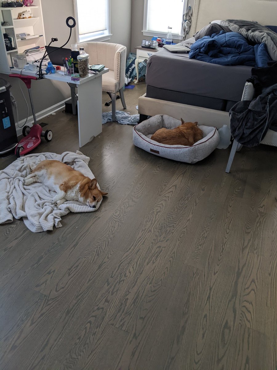 Sleeping_corgi1's tweet photo. Lunchtime naptime also Toasted Corgi celebrates freedom from the cone #CorgiCrew #Naptime #comfy #conefree https://t.co/nt7Isd856H