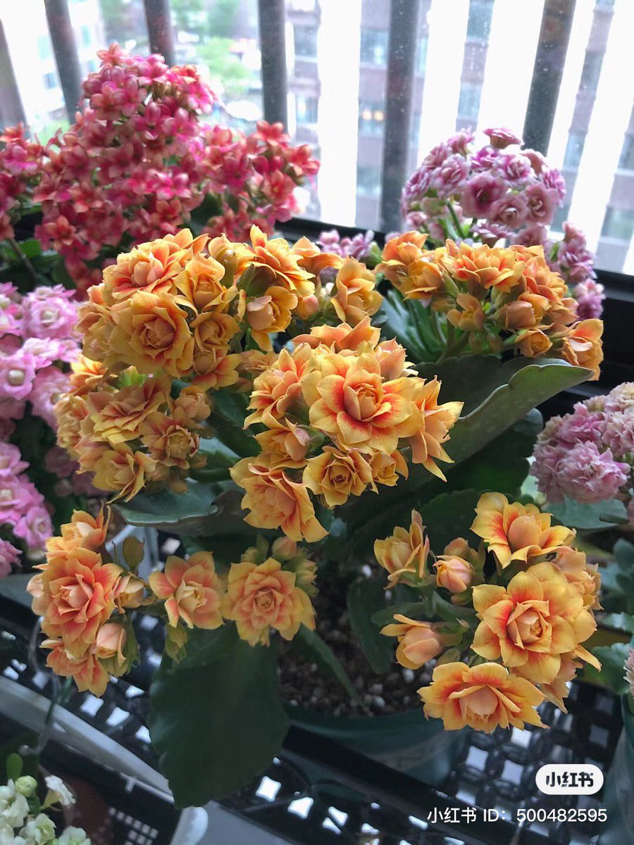 flowers flowers flowers <3